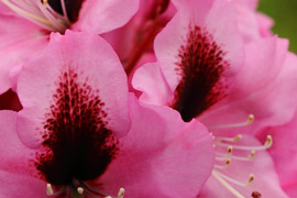 rhododendron kokardia fleurs