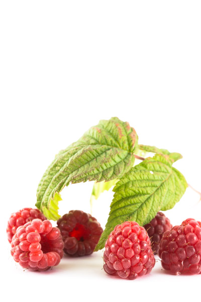 dossier framboise