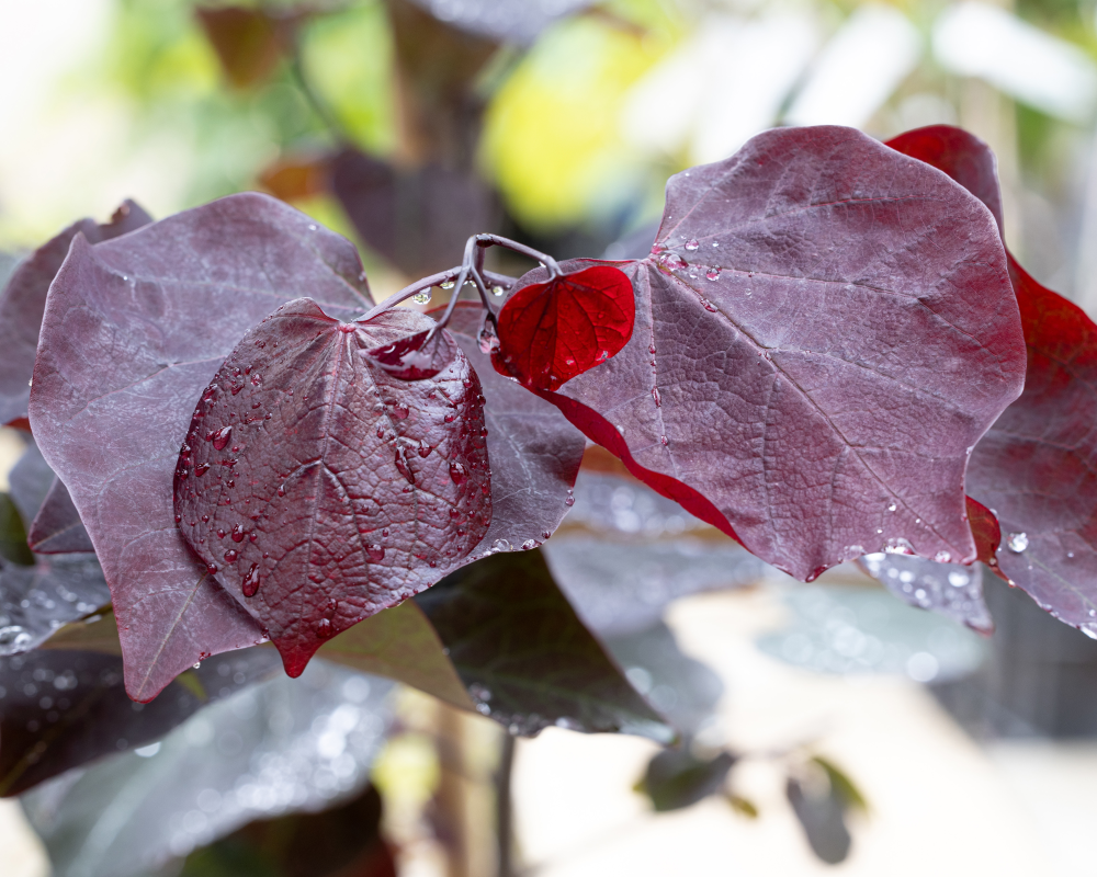 Feuillage de Cercis canadensis Ace of Spade