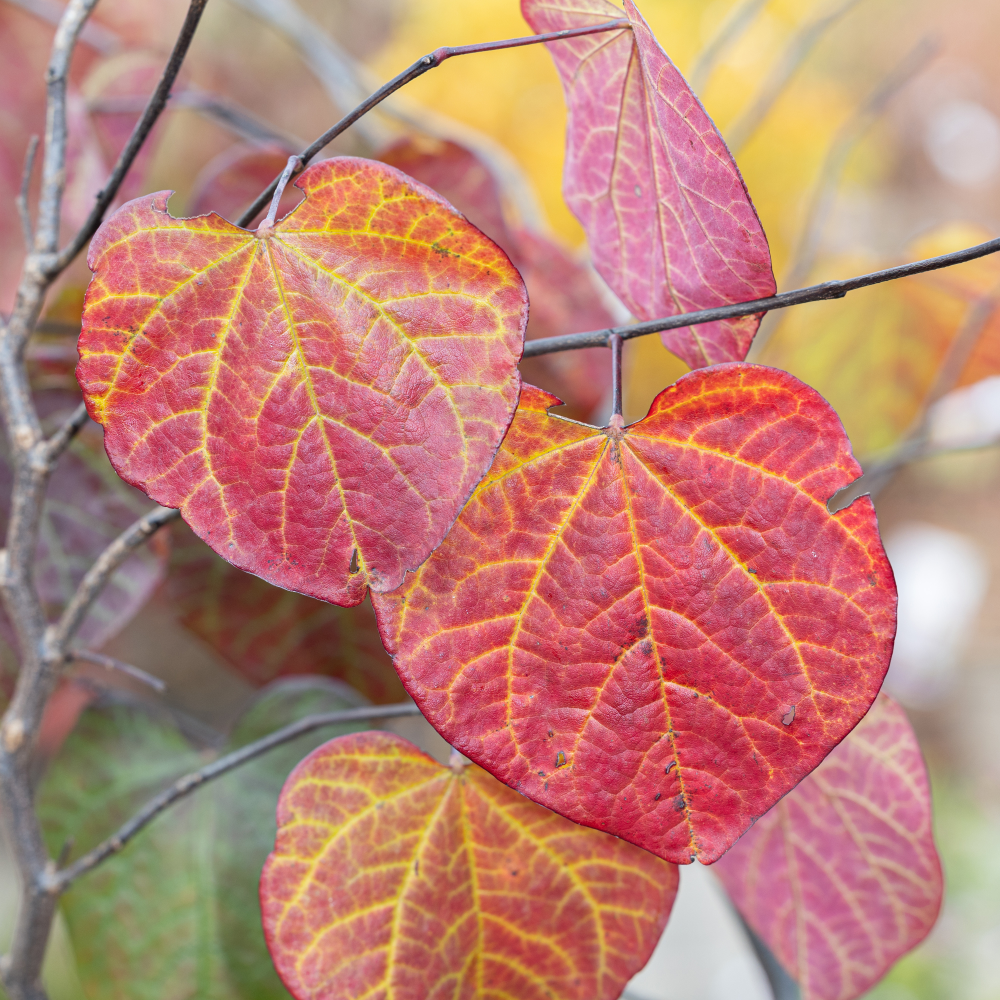 Feuillage d'automne de Cercis canadensis Ace of Spade