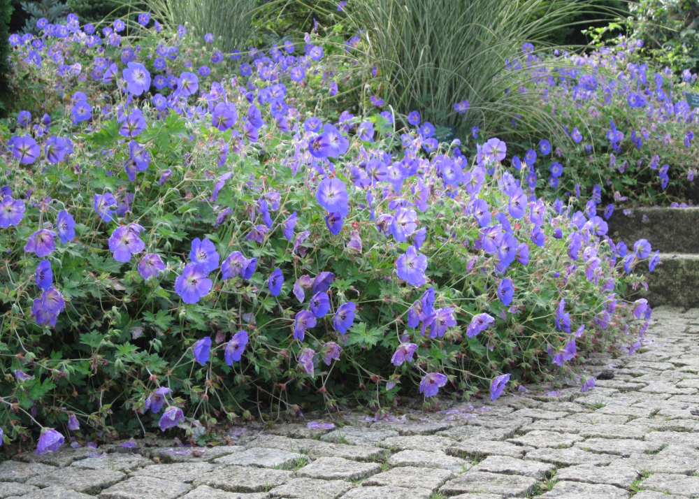 Floraison de geranium Rozanne