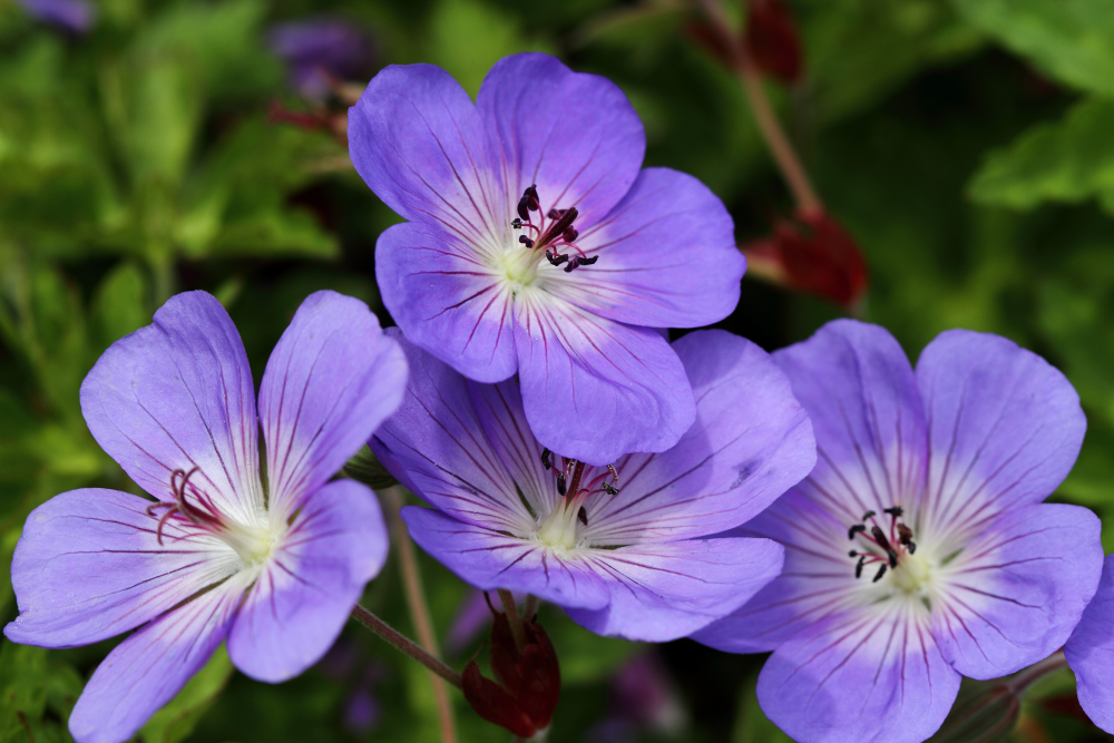 Fleurs de geranium Rozanne