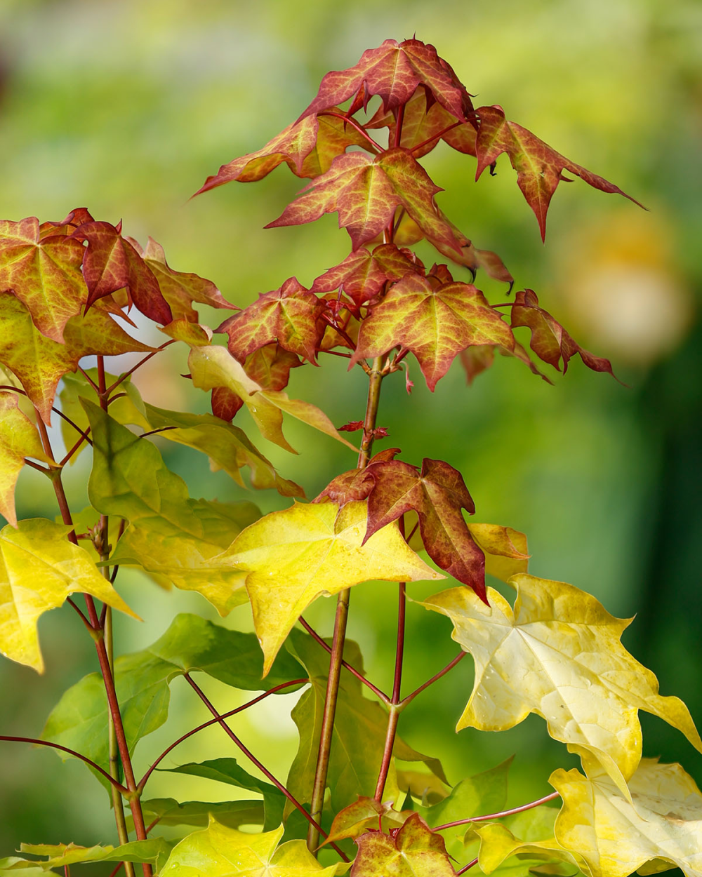 Jeune pousse de Acer cappadocicum Aureum
