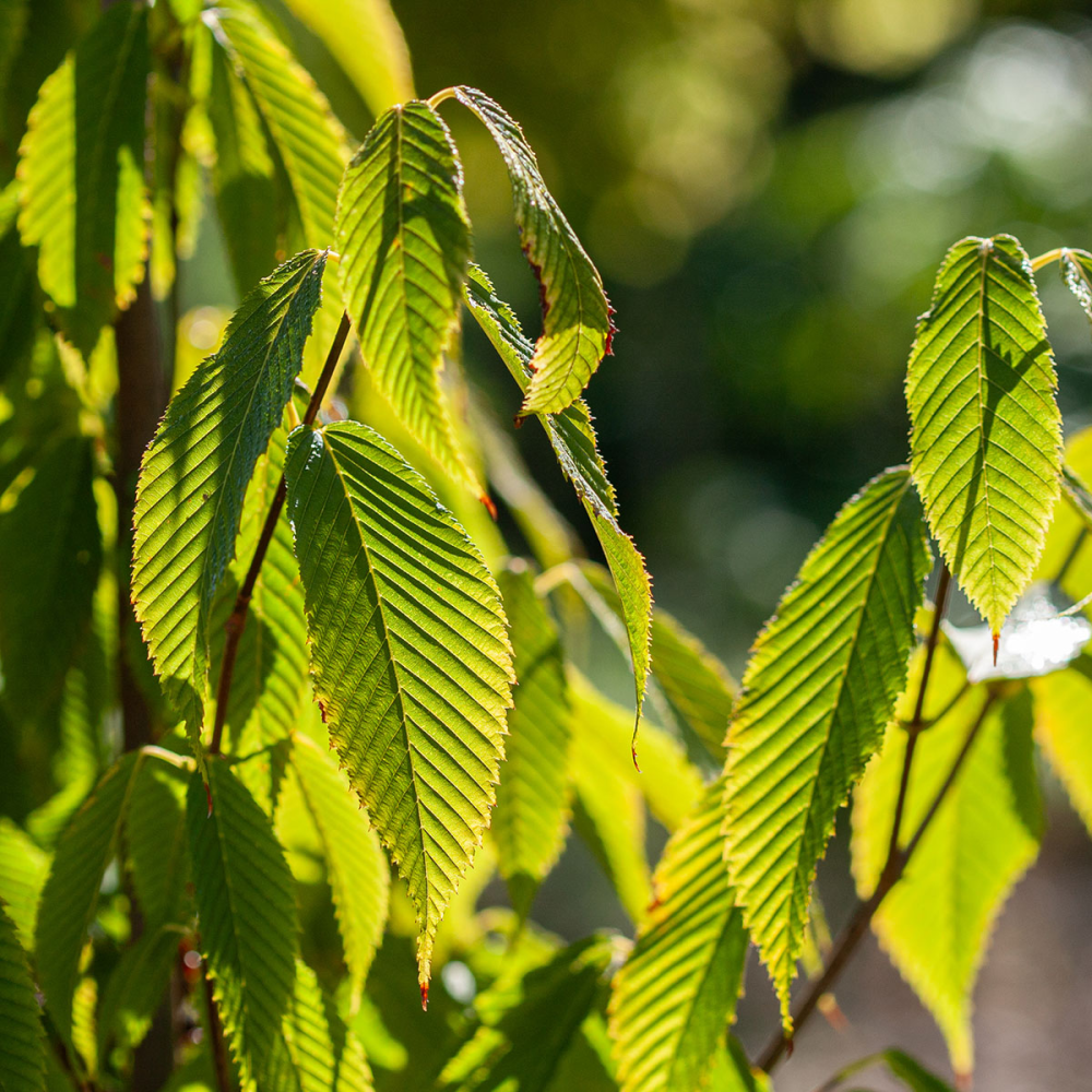 Feuilles de l'earble à feuilles de charme acer carpinifolium