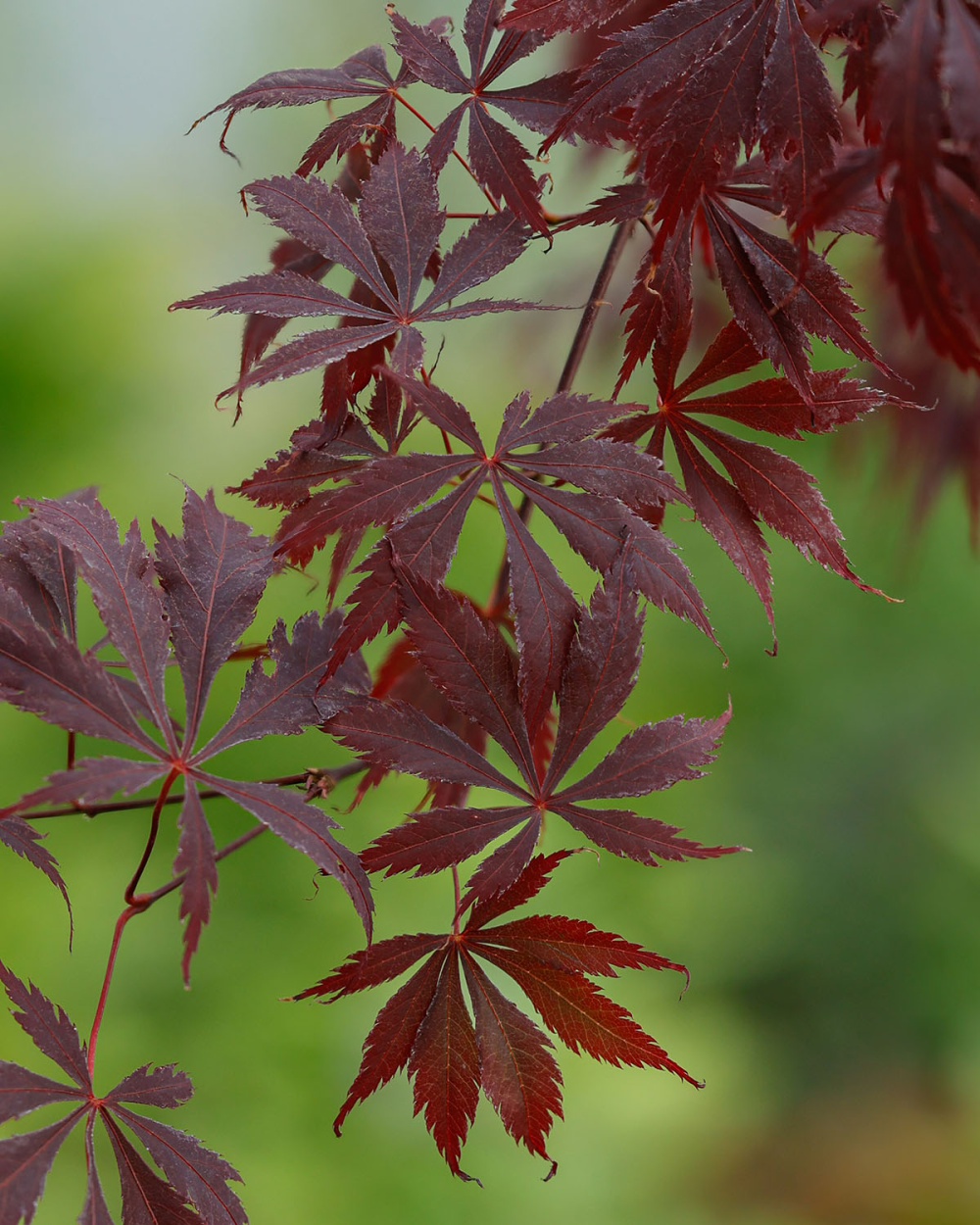 Feuilles de acer palmatum Black Lace