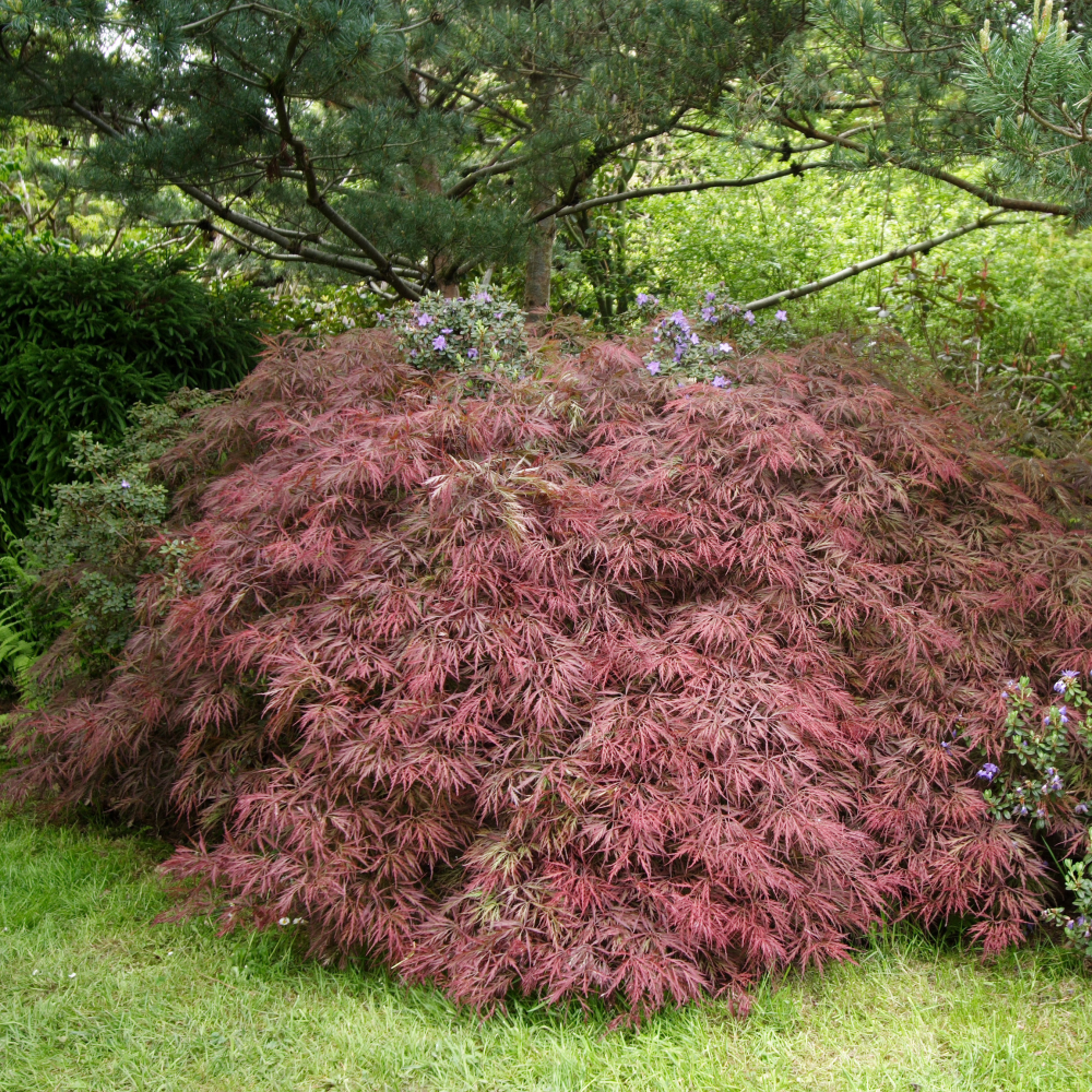 Port de
Erable japonais - Acer palmatum Dissectum Garnet