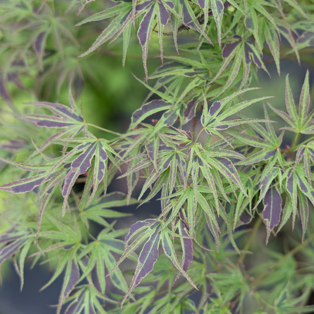 Feuillage de Erable japonais - Acer palmatum Manyo no Sato