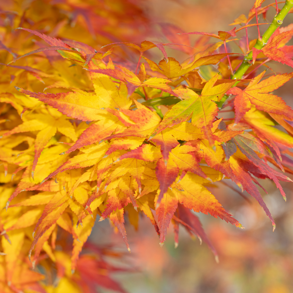 Feuillage d'automne de acer palmatum mikawa yatsubusa