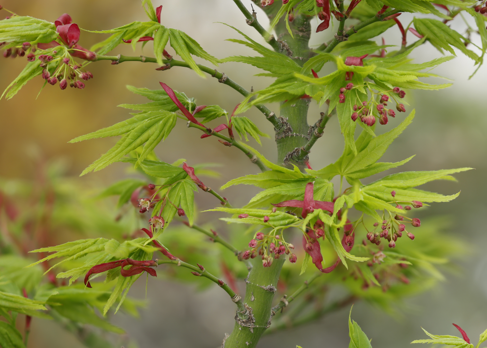 Fleurs de acer palmatum mikawa yatsubusa