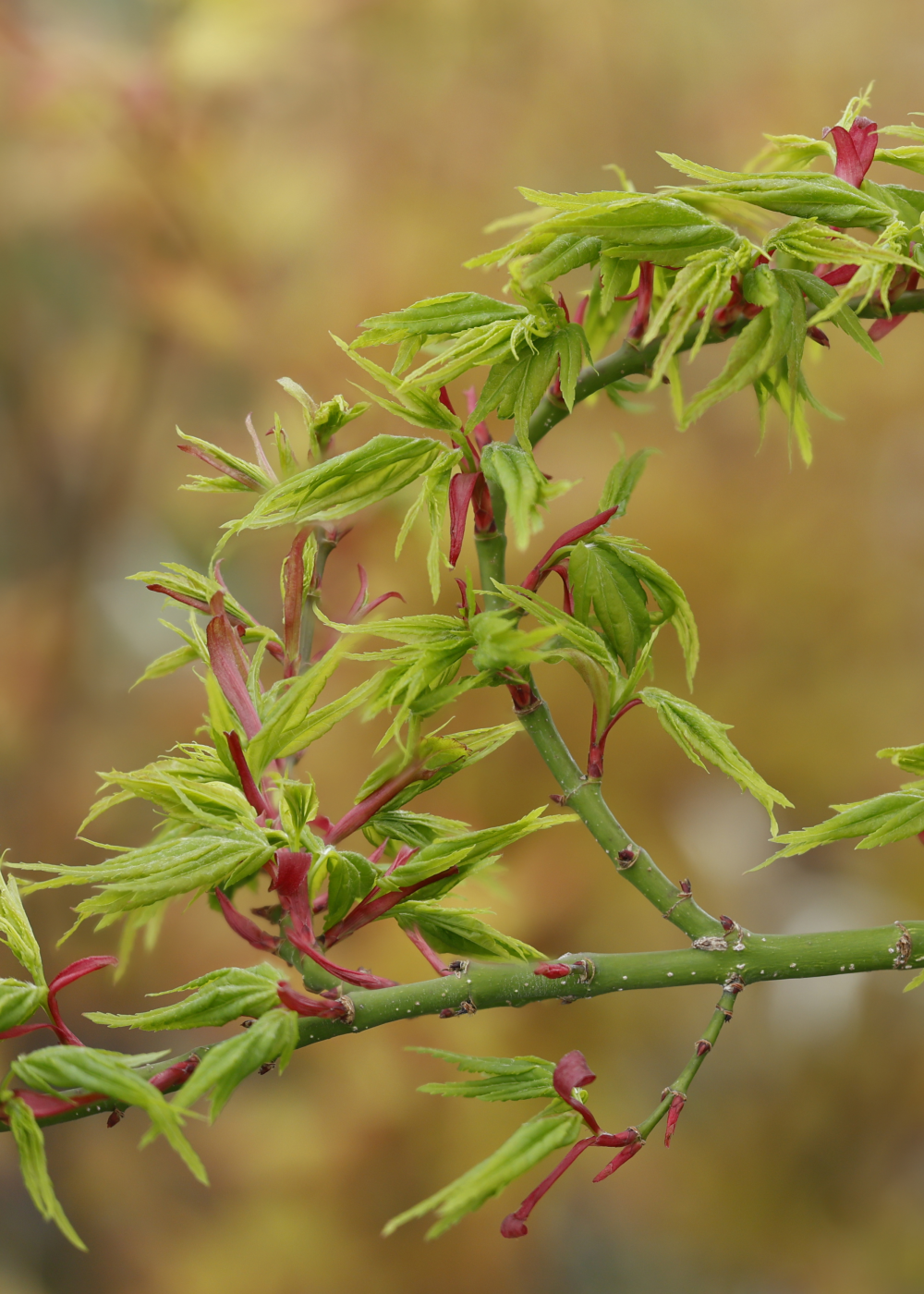 Jeunes feuilles de acer palmatum mikawa yatsubusa