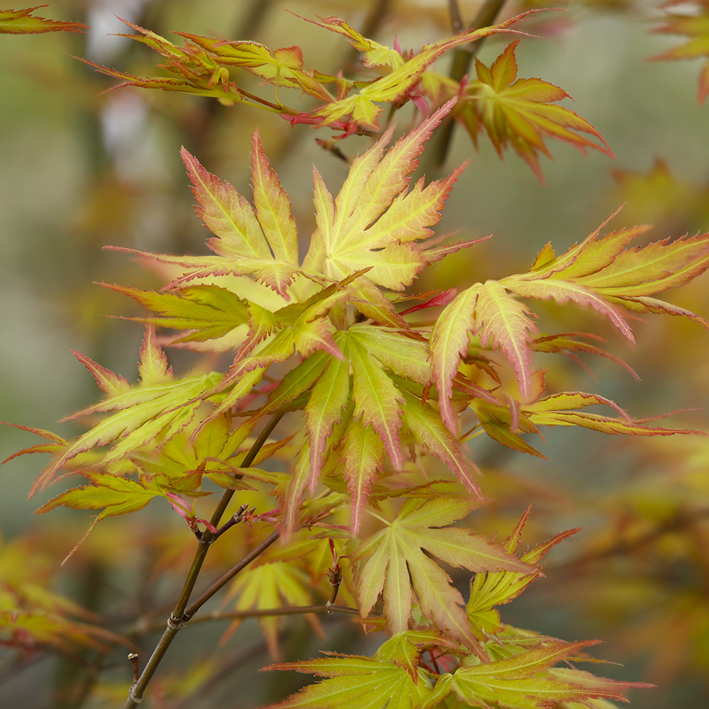 Feuillage de acer palmatum orange dream au printemps