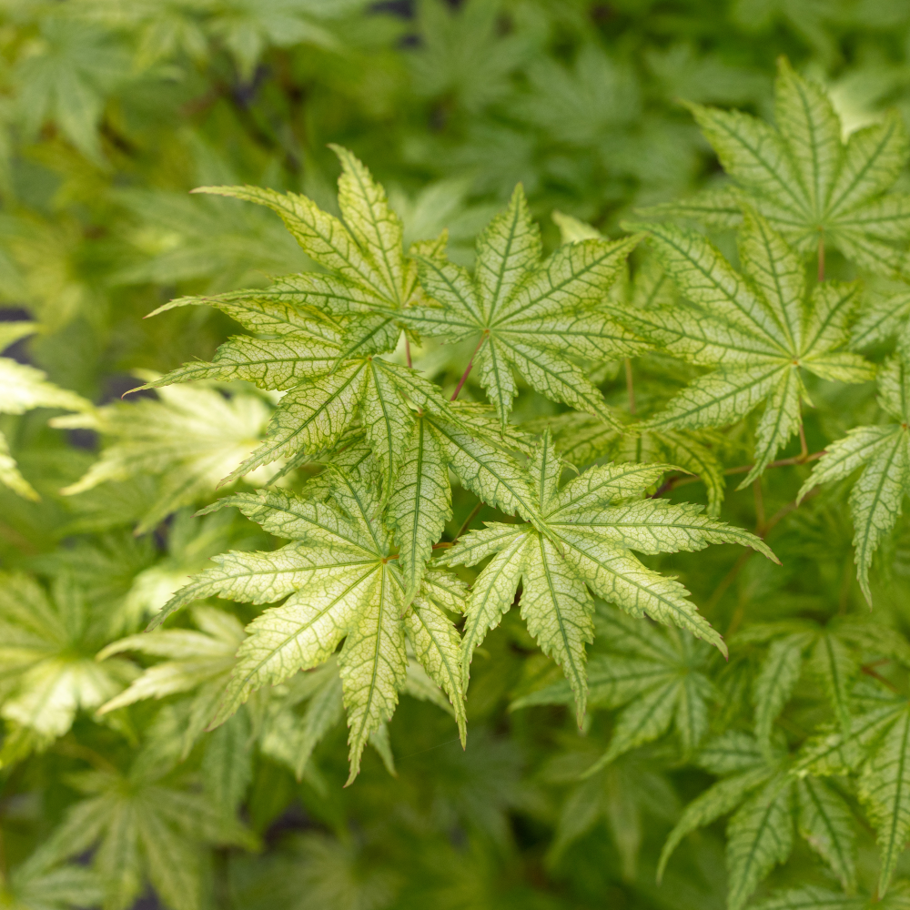 Feuillage de Erable japonais - Acer palmatum Reticulatum