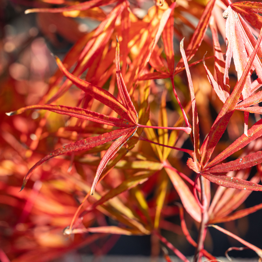 Feuillage d'automne de Acer palmatum ‘Scolopendrifolium’