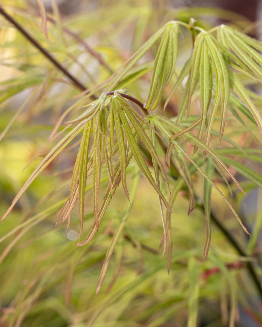 Feuillage printanier de Acer palmatum ‘Scolopendrifolium’