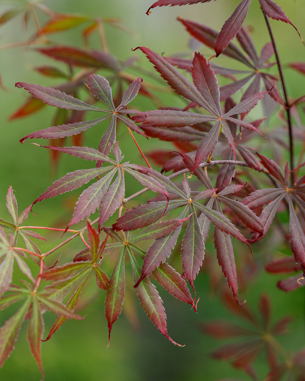 Acer palmatum ‘Sumi-nagashi’