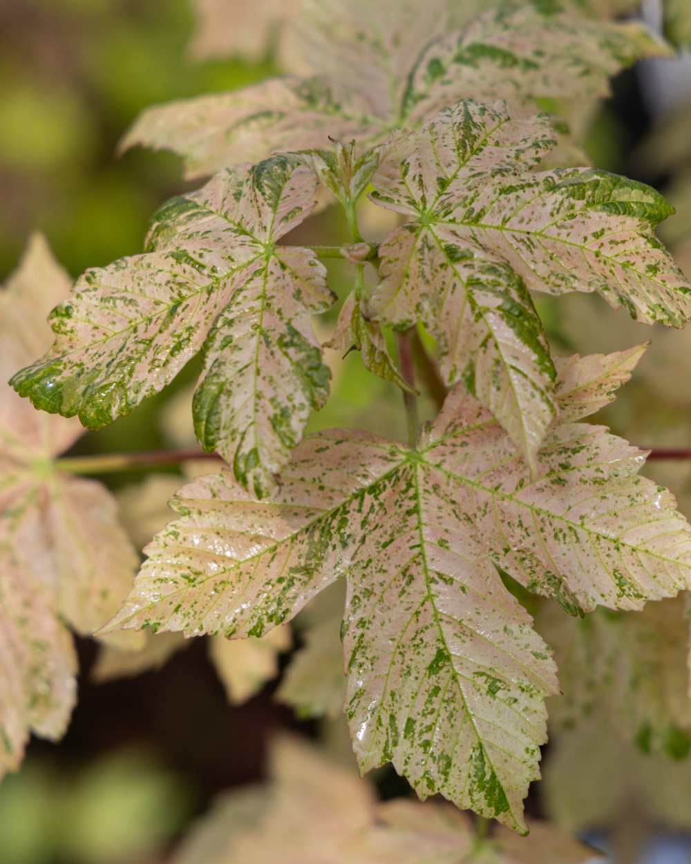Feuillage printanier de acer pseudoplatanus esk sunset