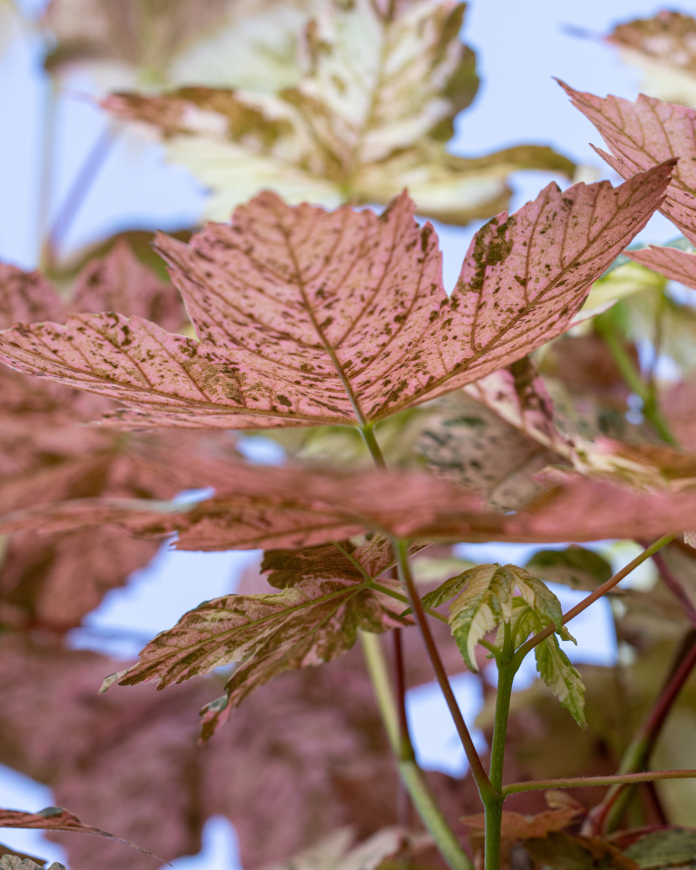 Couleur rosé du revers des feuilles de acer pseudoplatanus esk sunset