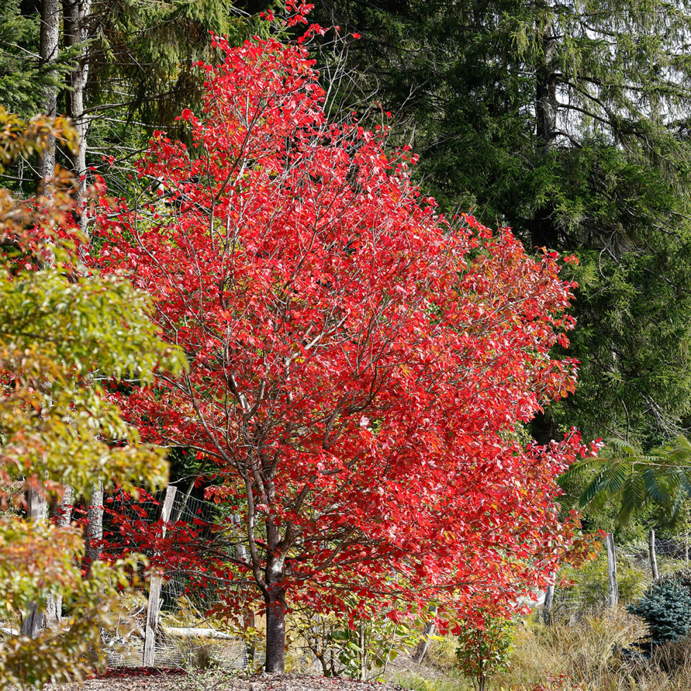 Port de Acer rubrum Brandwine
