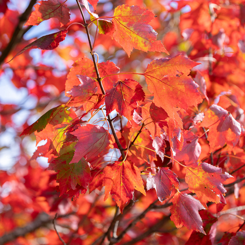 Feuillage rouge d'automne de acer rubrum