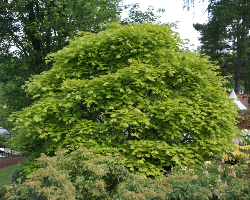 Acer shirawasanum Aureum