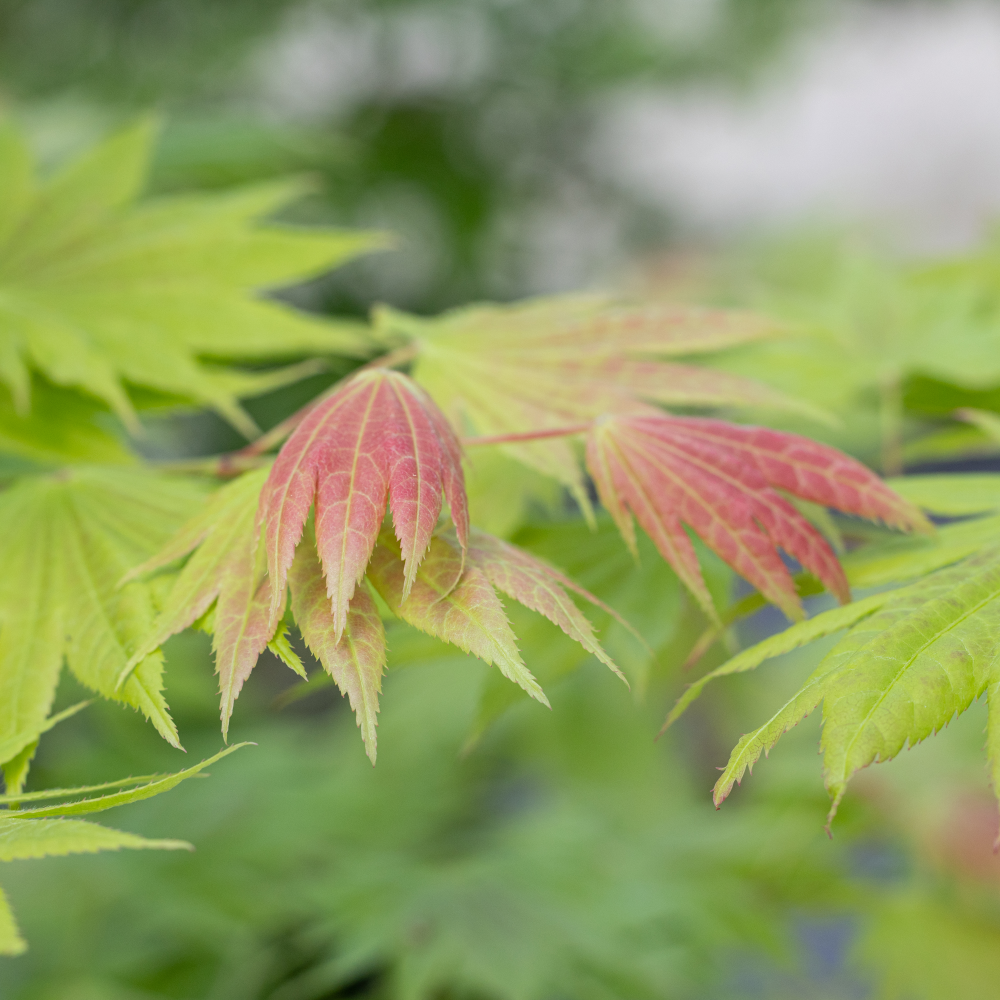 Acer shirawasanum Moonrise