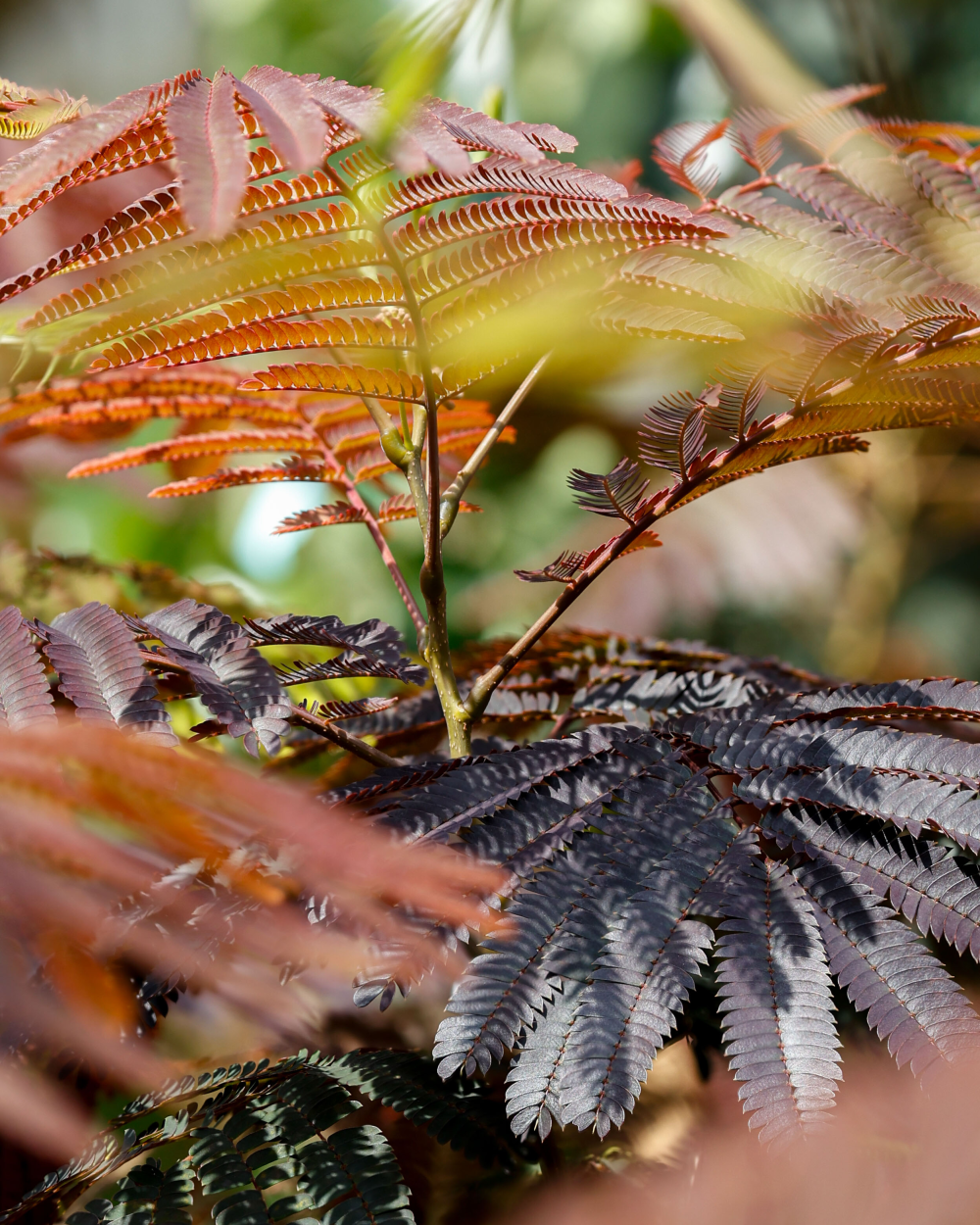 Feuillage rouge de Albizia julibrissin ‘Evy’s Pride, arbre à soie