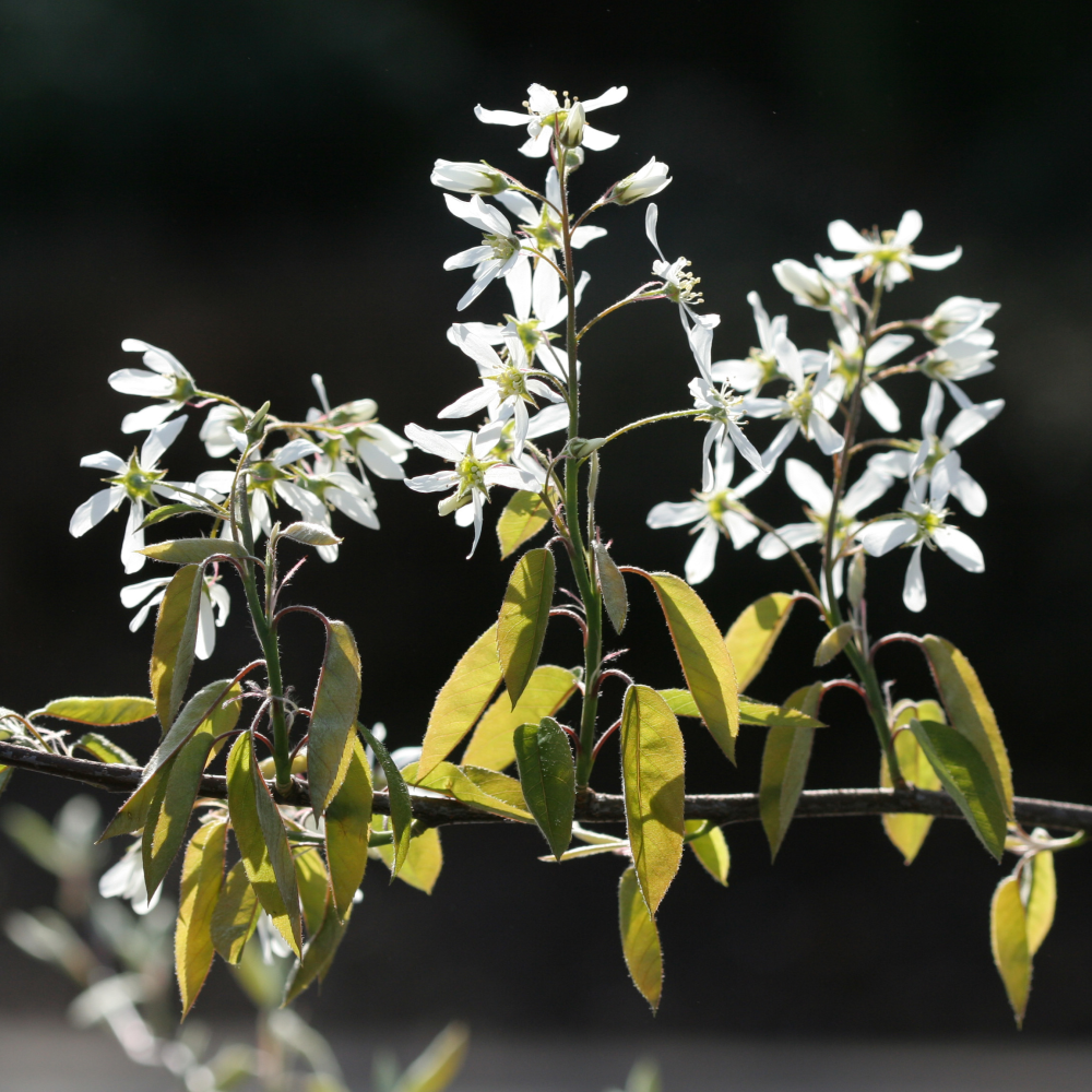 Floraison de Amelanchier canadensis