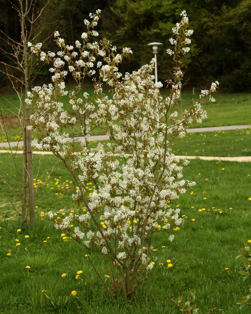 Amelanchier canadensis