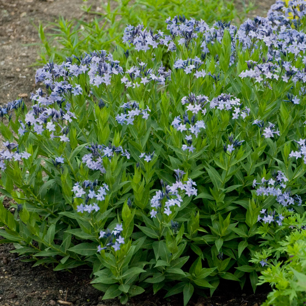Amsonia x Blue Ice