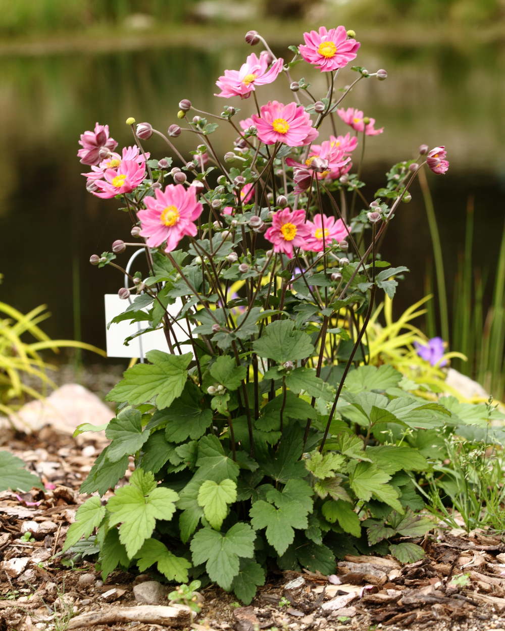 Fleurs d'anemone Pamina