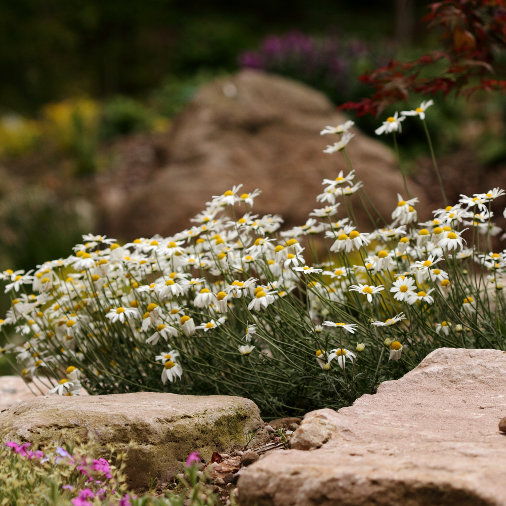 Port étalé de anthemis carpatica karpatenschnee
