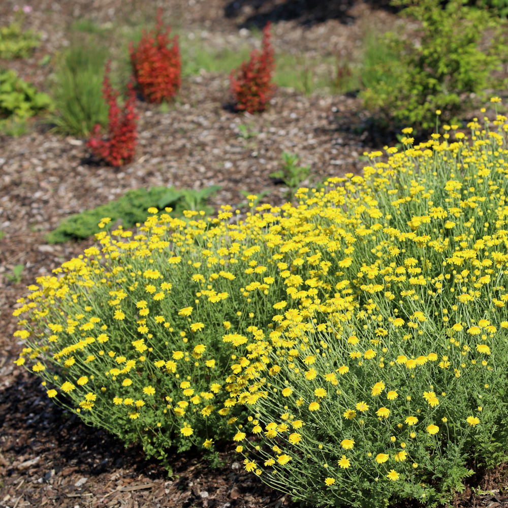 port de Anthemis × ‘Dwarf Form’