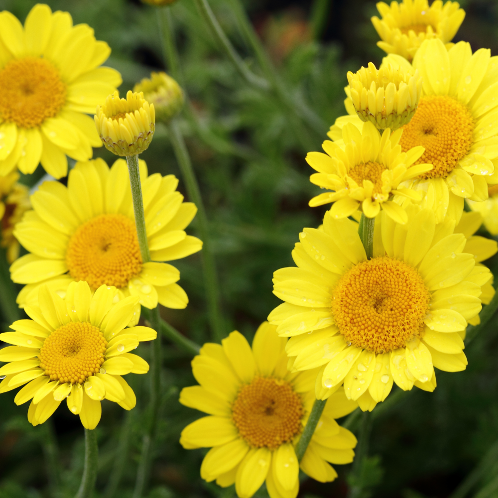 Fleurs de Anthemis × ‘Dwarf Form’