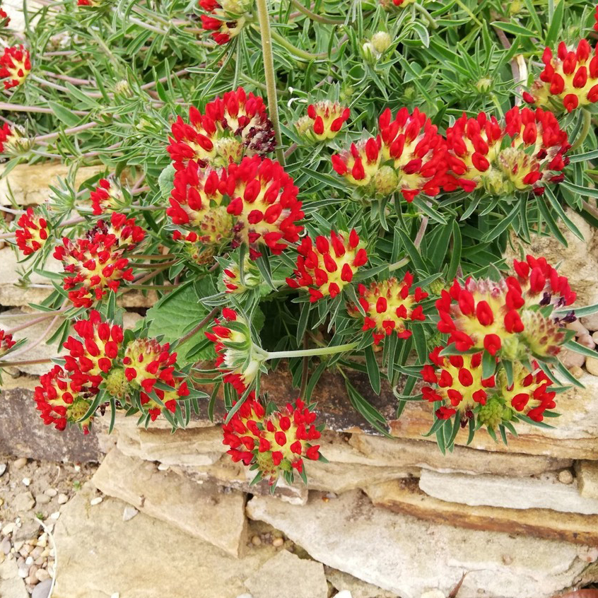 Floraison de anthyllis vulneraria ssp. coccinea