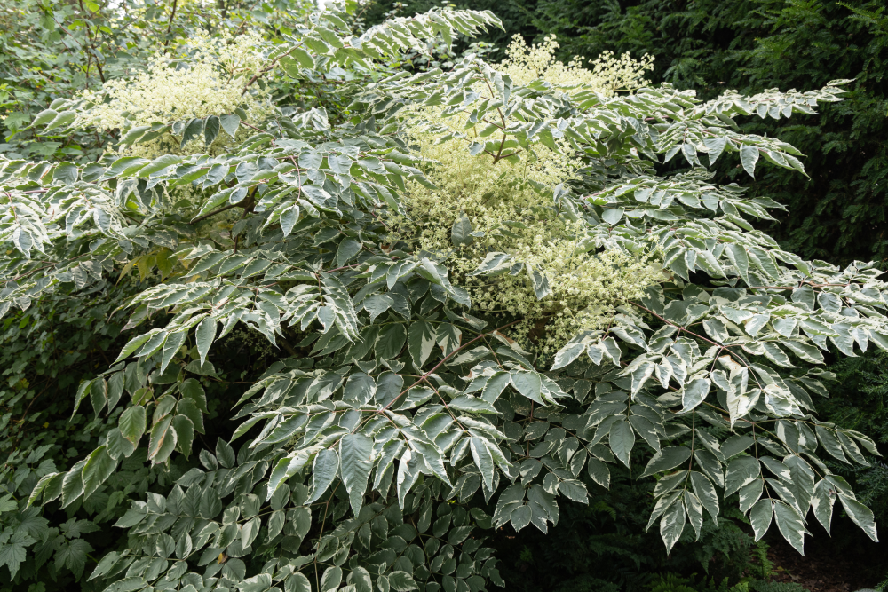 Feuillage panaché de aralia elata variegata