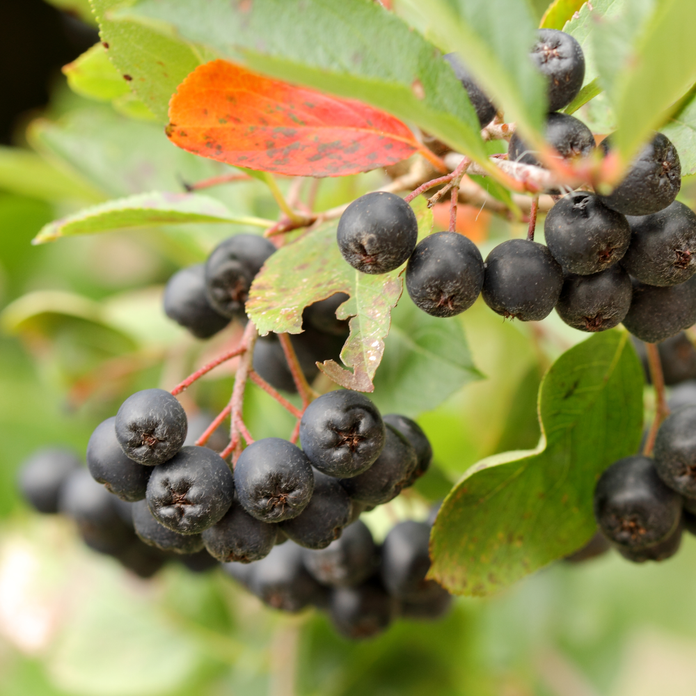 Baie d'aronia