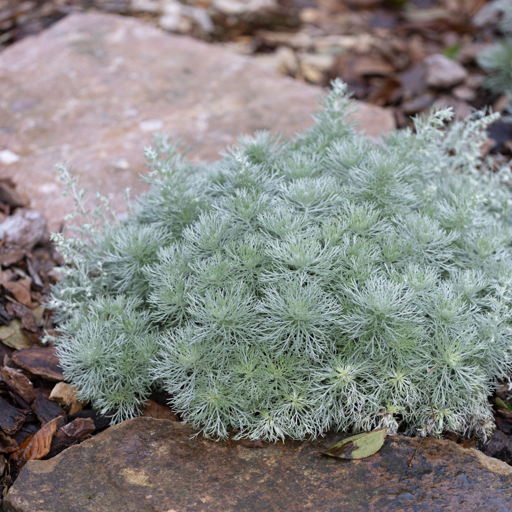 Port d'Artemisia schmidtiana Nana
