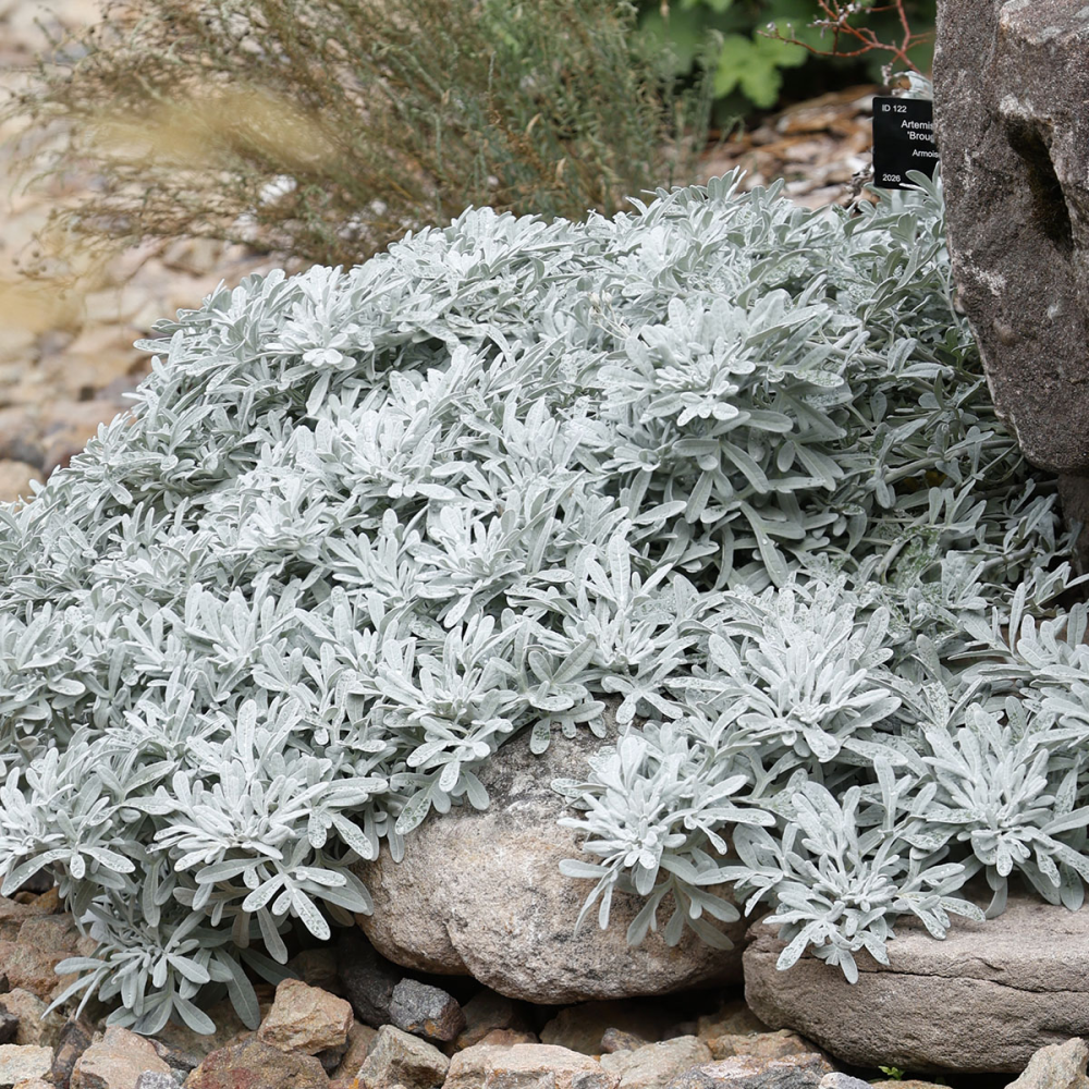 Port étalé et feuillage gris de artemisia stelleriana Broughton Silver