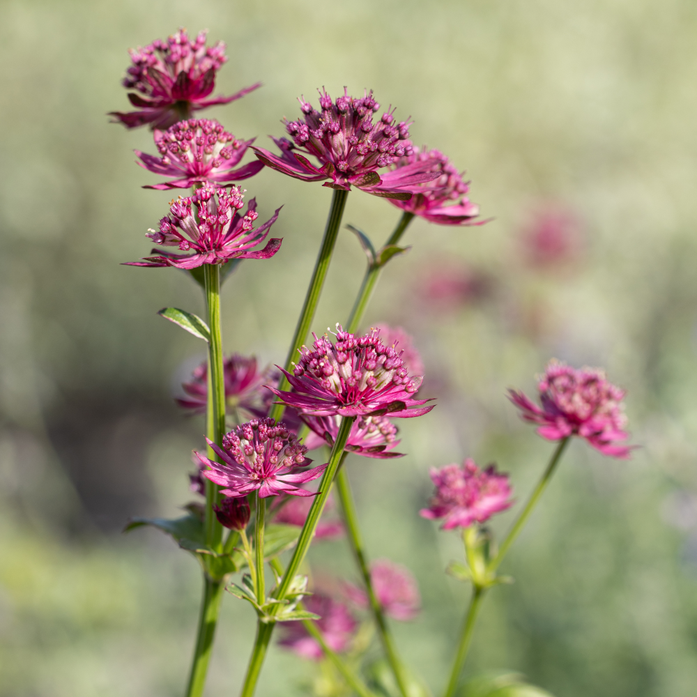 Floraison de astrantia venice