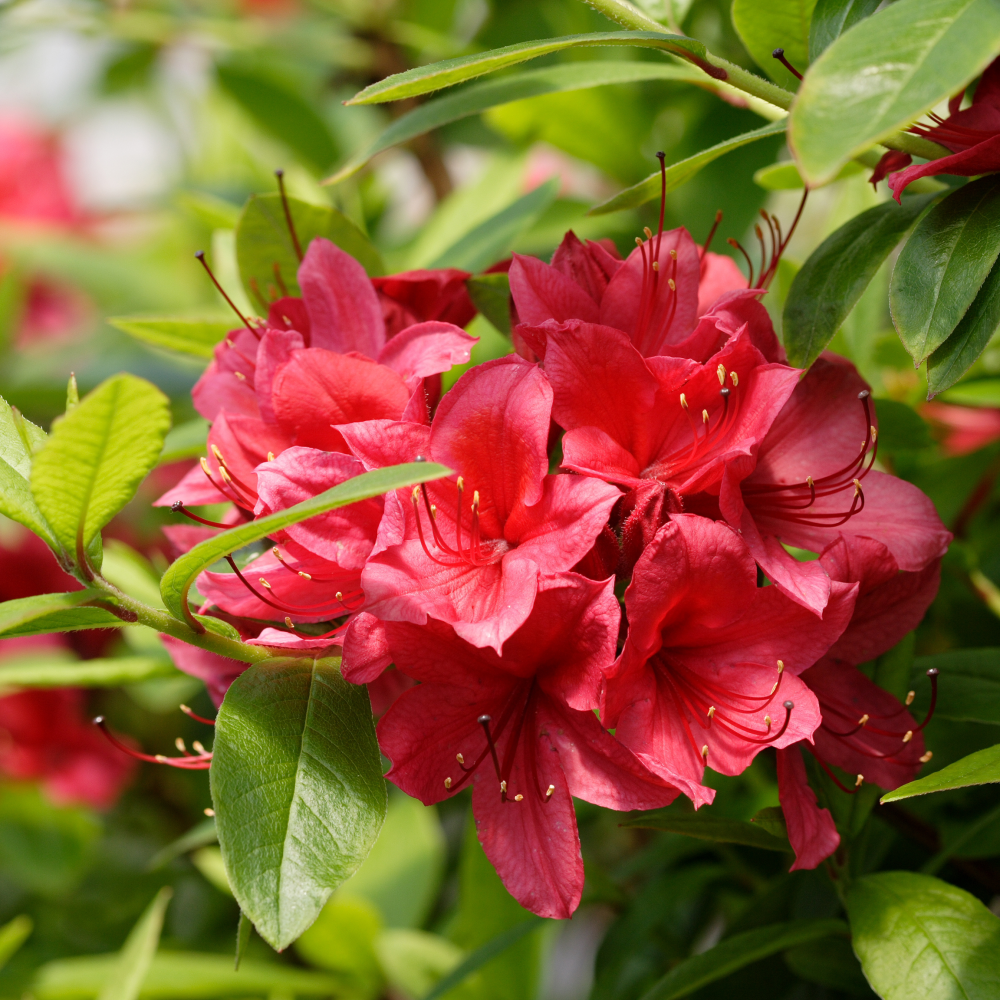 Fleurs d'azalea karminduft