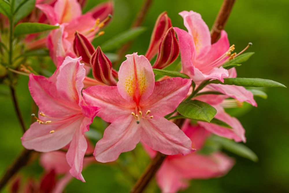 Floraison de azalée viscosum Jolie Madame