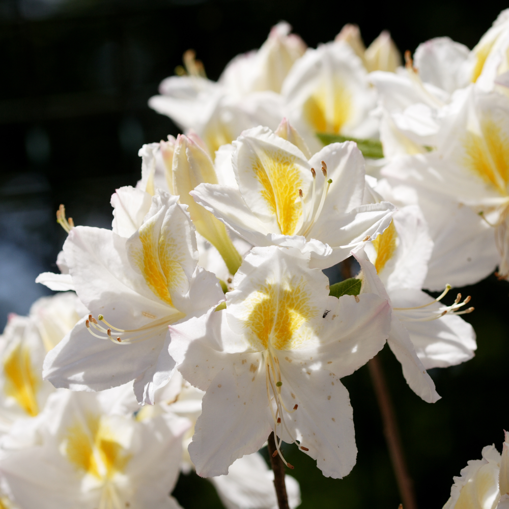 Inflorescence de azalée mollis persil