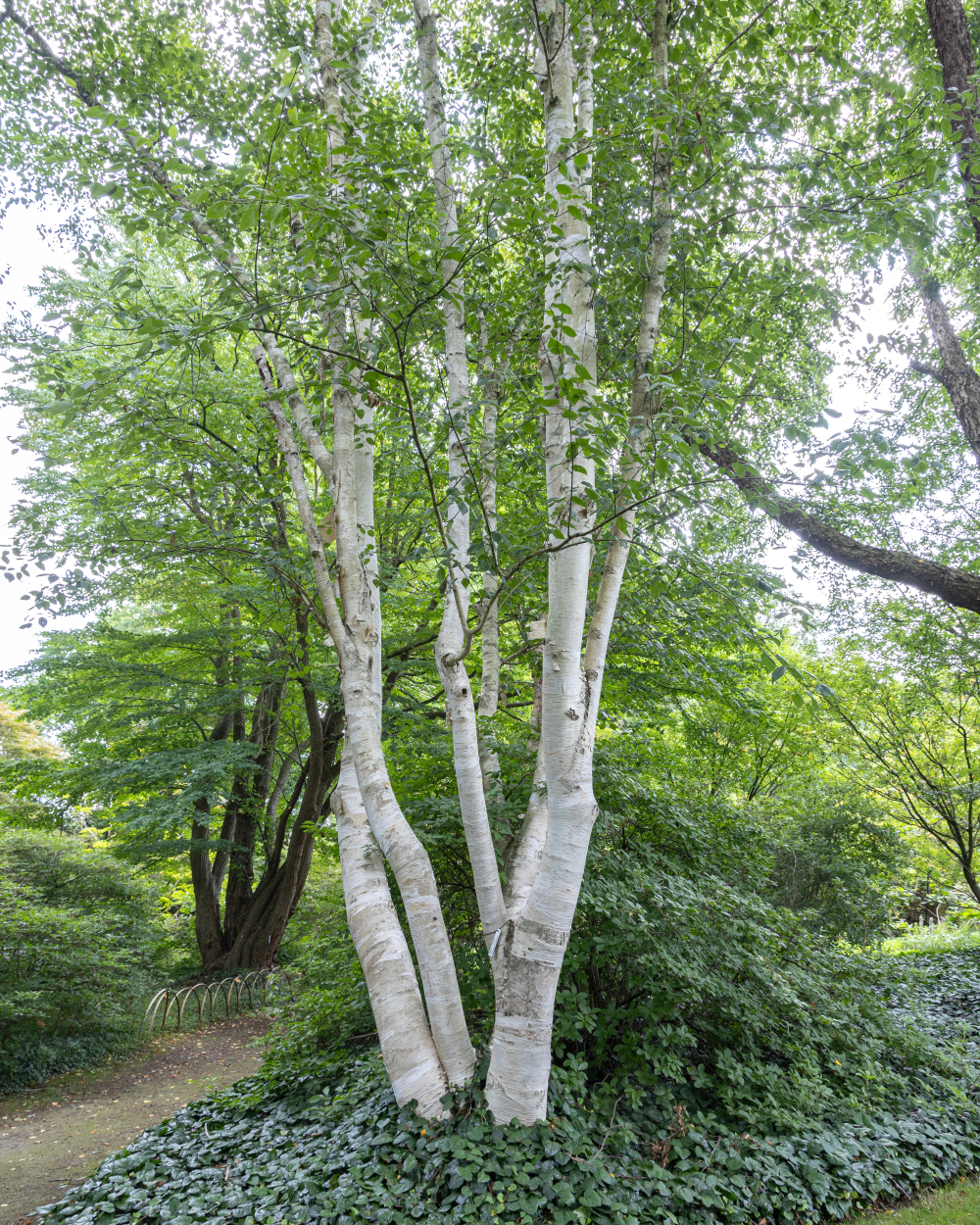 Tronc blanc de Betula utilis