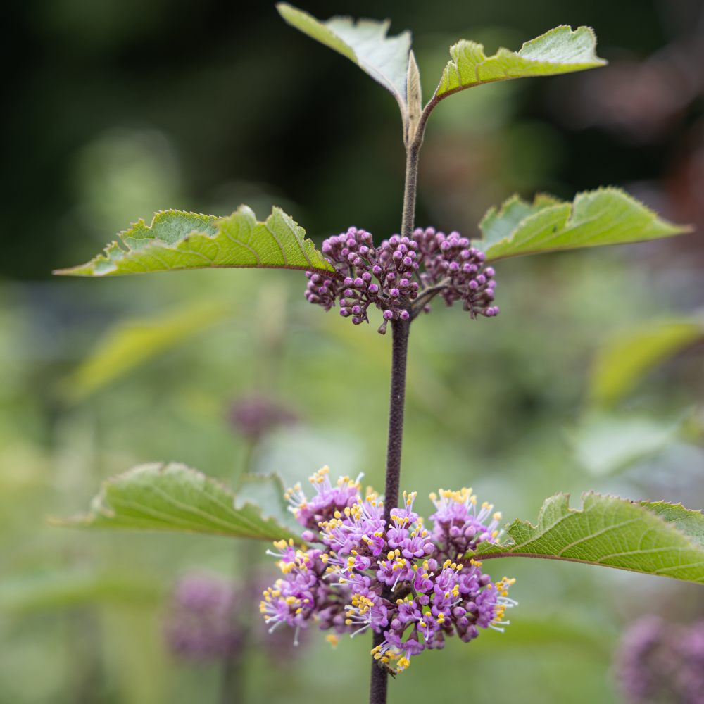 Floraison de callicarpa bodinieri Profusion