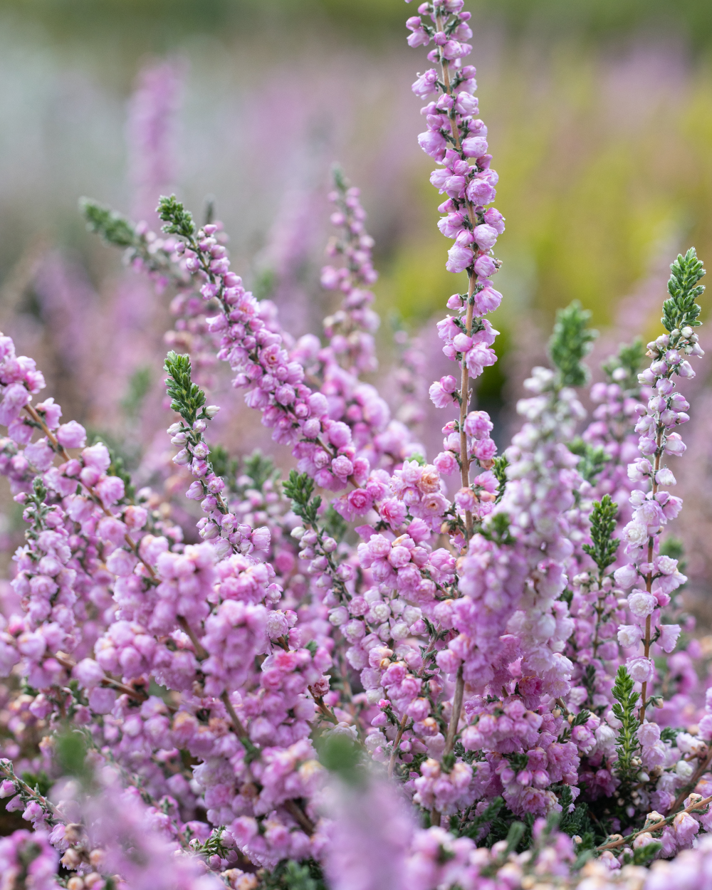 Floraison de Elsie Purnell