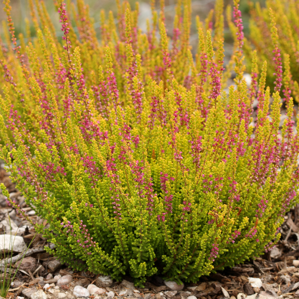 Feuillage vert clair estivale de calluna vulgaris Firefly