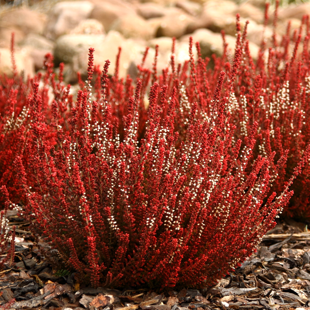 Feuillage rouge hivernal de calluna vulgaris Firefly