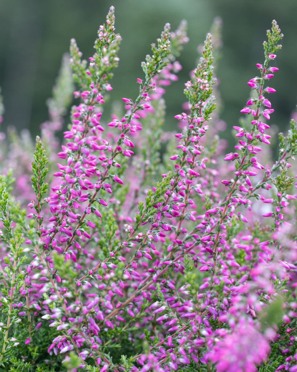 Floraison de calluna Marlies