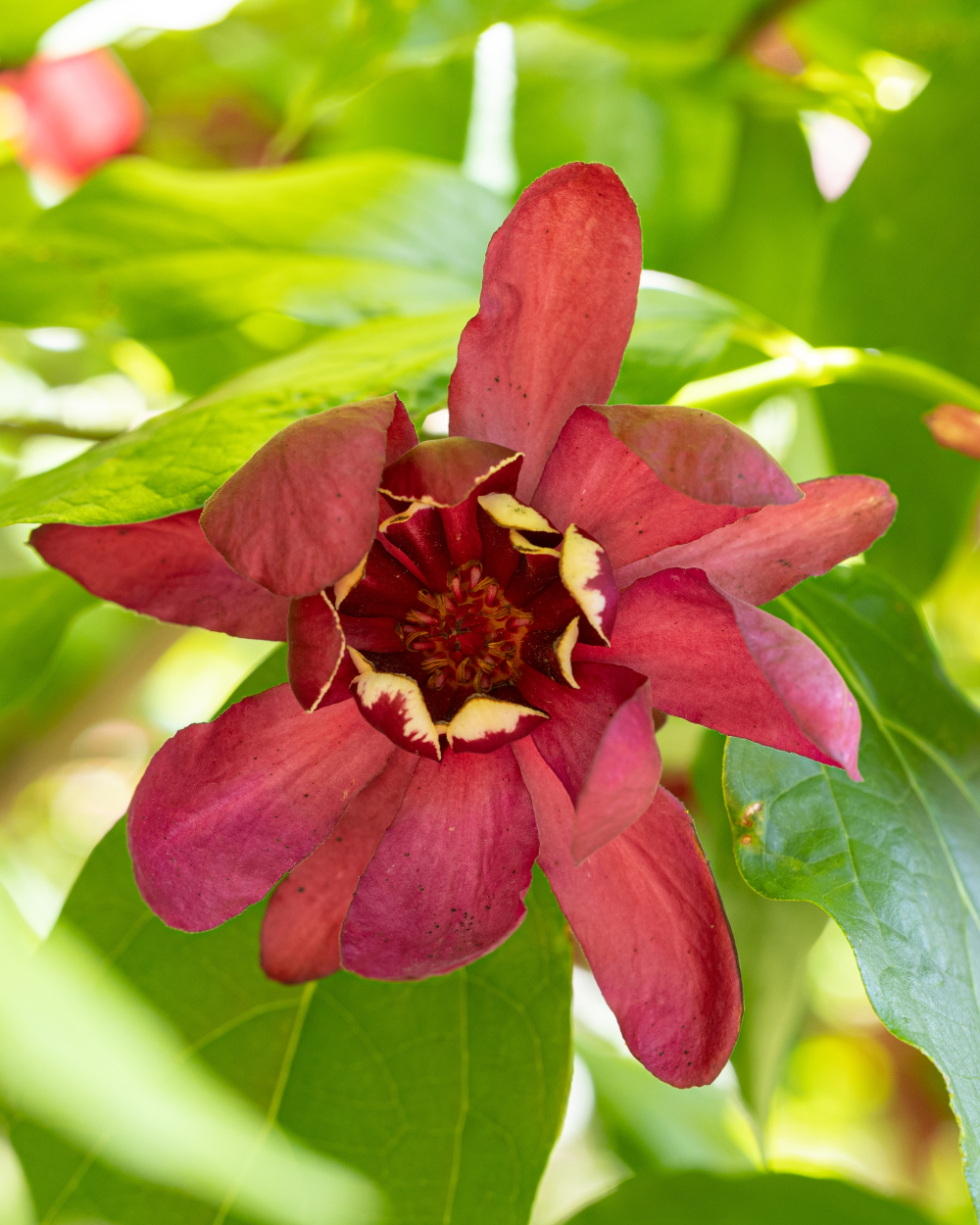 Floraison de calycanthus Aphrodite