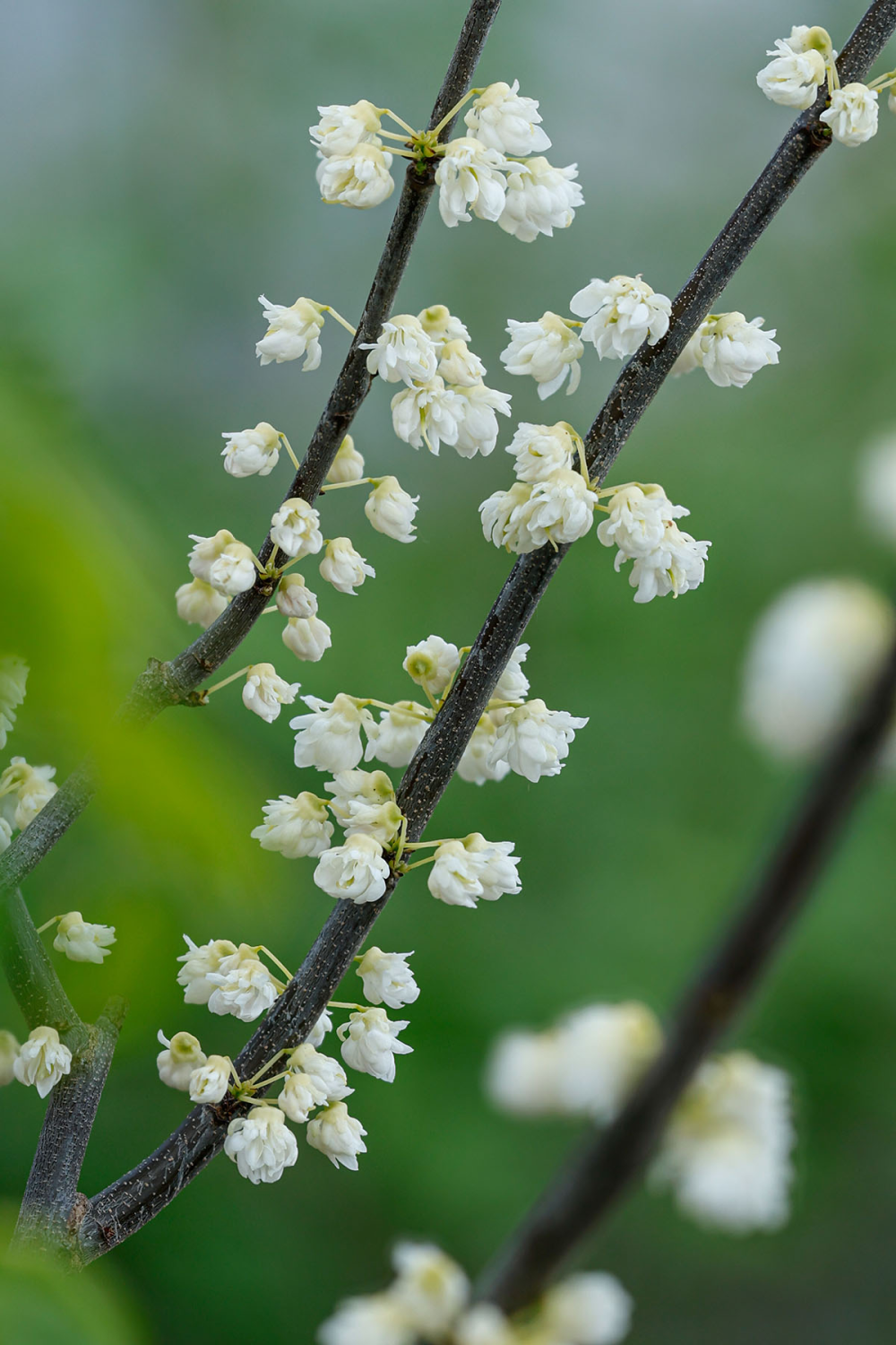 Floraison de cercis white pom poms